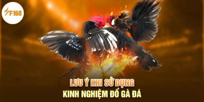 Kinh Nghiệm Đổ Gà Đá - Bí Kíp Sở Hữu Chiến Kê Mơ Ước 4 Lưu ý khi sử dụng kinh nghiệm đổ gà đá