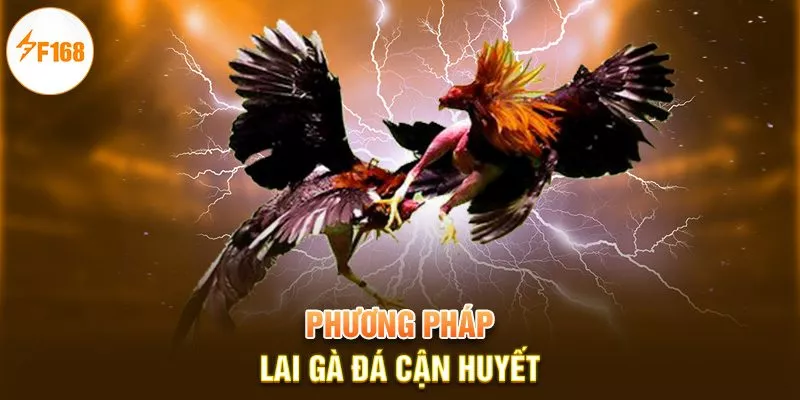 Kinh Nghiệm Đổ Gà Đá - Bí Kíp Sở Hữu Chiến Kê Mơ Ước 2 Phương pháp lai gà đá cận huyết