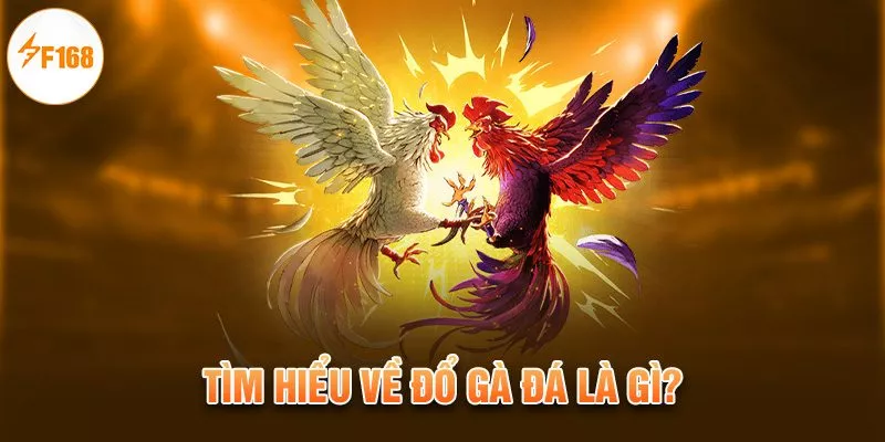 Kinh Nghiệm Đổ Gà Đá - Bí Kíp Sở Hữu Chiến Kê Mơ Ước 1 Tìm hiểu về đổ gà đá là gì?